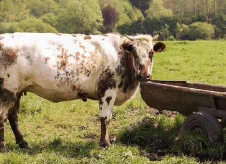 Helping Beef Cattle Perform Better During Heat Stress