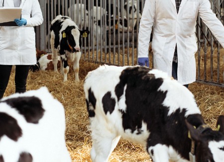 Acute Rumen Acidosis