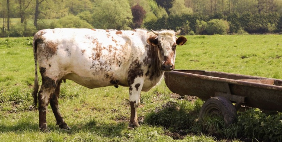Helping Beef Cattle Perform Better During Heat Stress