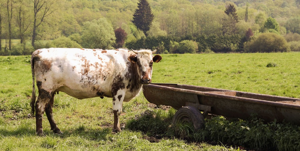 Grass Tetany (Hypomagnesemia)