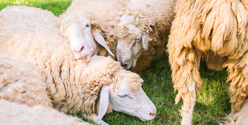 Fatty Liver Syndrome