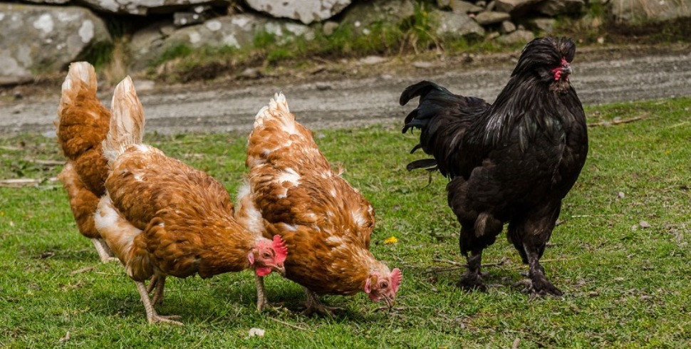Keeping Poultry Productive During Heat Stress