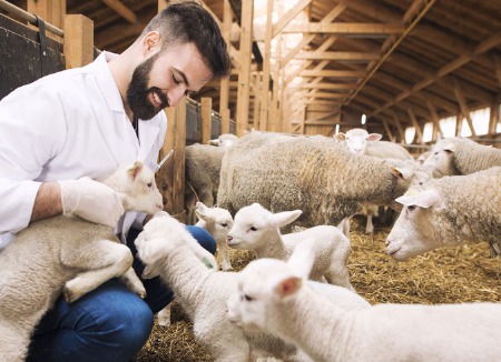 Hypocalcemia (Milk Fever / Parturient Paresis)