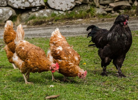 Mechanism of Action of Organic Acids and Essential Oils