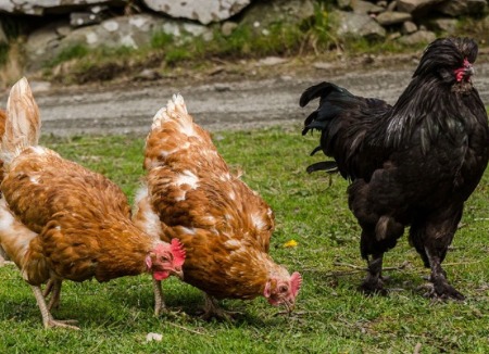 Keeping Poultry Productive During Heat Stress